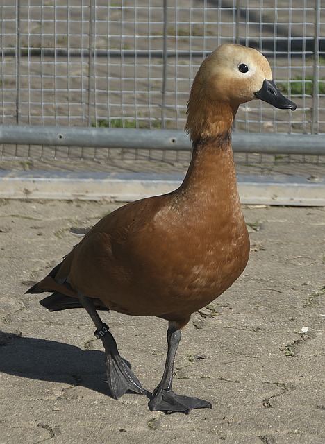 禁赛
